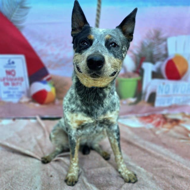 Pongo - Australian Cattle Dog/Blue Heeler