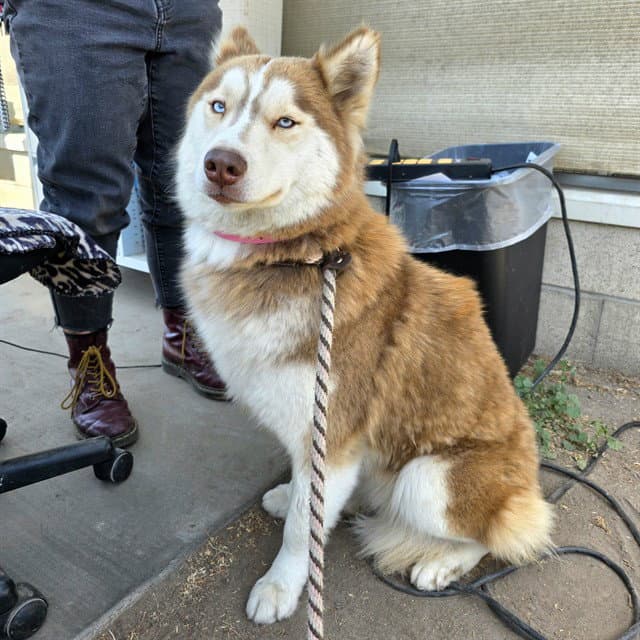 Anastasia - Siberian Husky