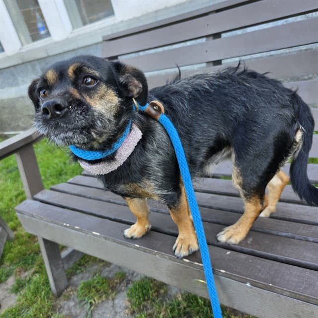 Darjeeling - Terrier