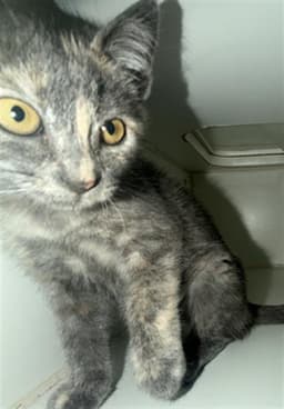 Bebe image 1
