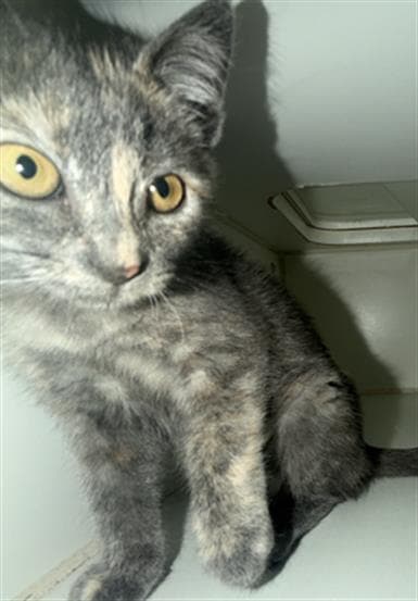 Bebe - Domestic Short Hair