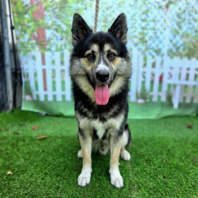 Pockets - German Shepherd Dog