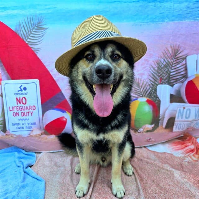 Pockets - German Shepherd Dog