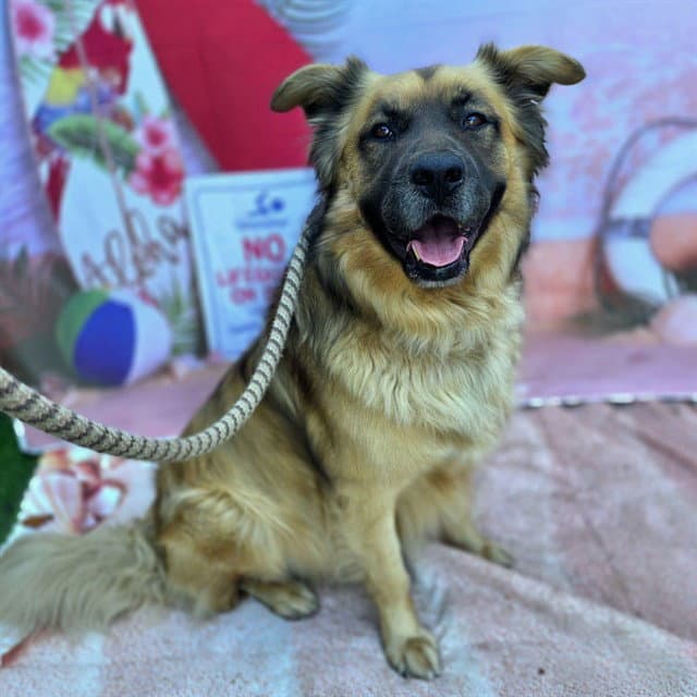 Trevor - German Shepherd Dog