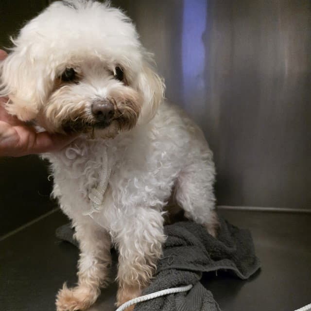 Tilly - Maltese