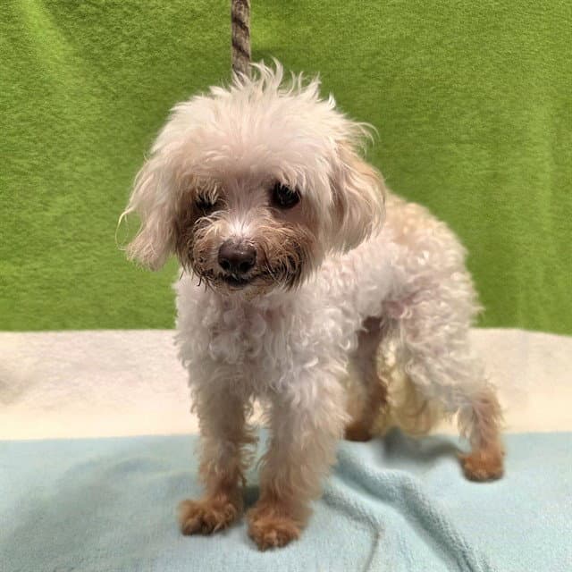 Tilly - Maltese