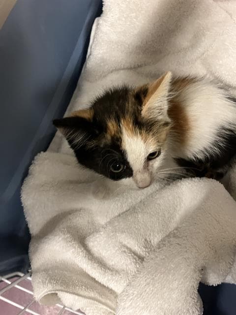 Lovely - Domestic Short Hair