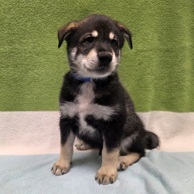 Ducky - Husky