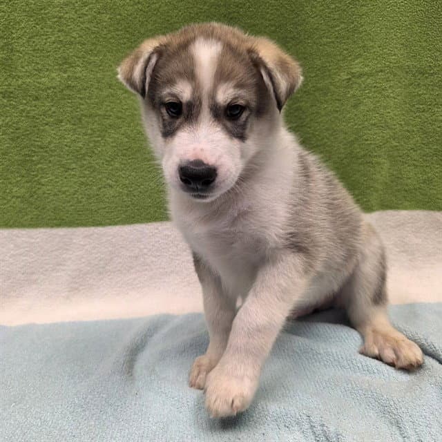 Goose - Husky