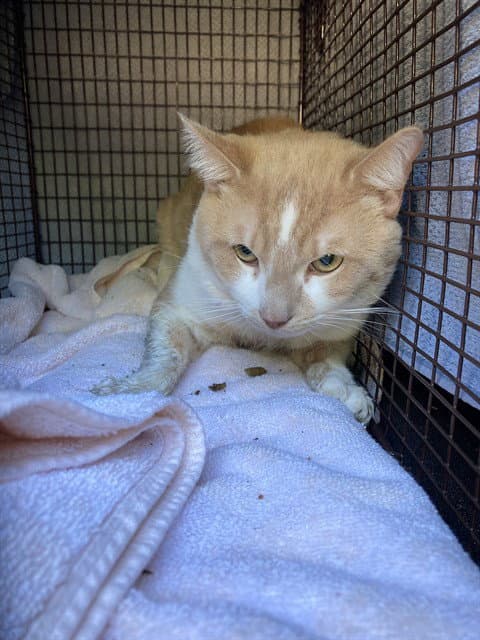 Kronk - Domestic Short Hair