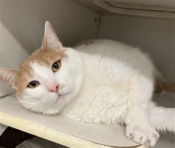 Gunther - Domestic Short Hair