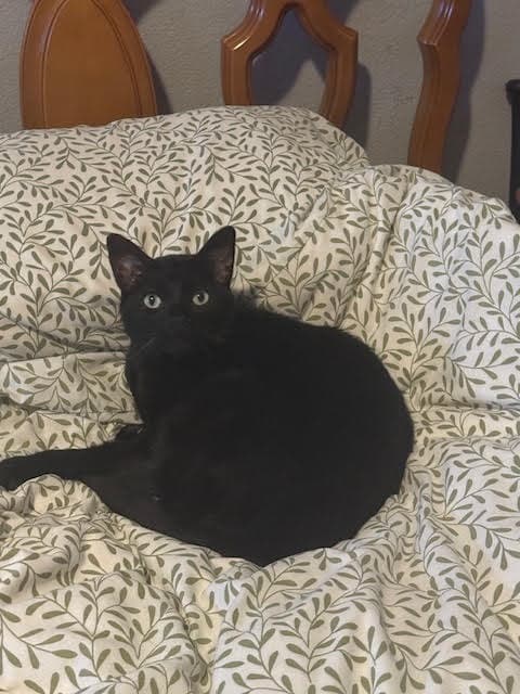 Brigsby - Domestic Short Hair