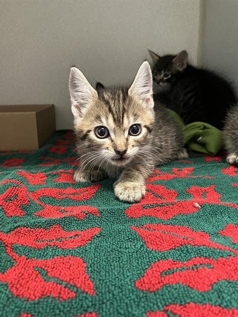 Clover - Domestic Short Hair
