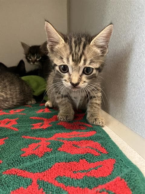 Crimson - Domestic Short Hair