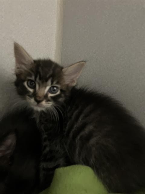 Rudy - Domestic Medium Hair