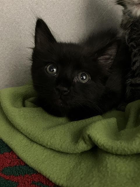 Nigel - Domestic Medium Hair