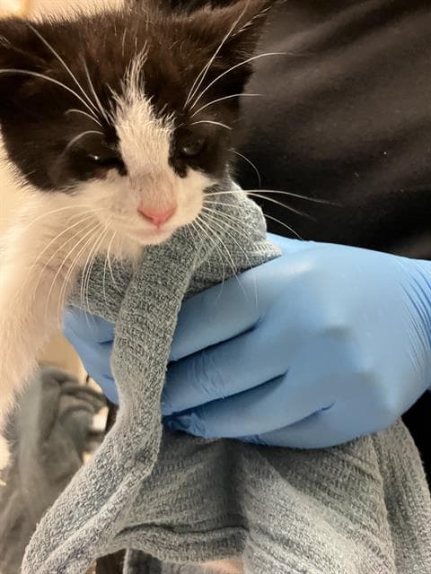 Rasberry - Domestic Short Hair