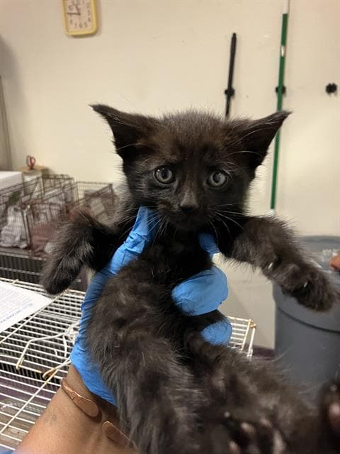 Googly Moogly - Domestic Short Hair