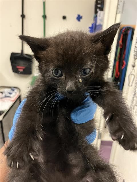 Oogie Boogie - Domestic Short Hair