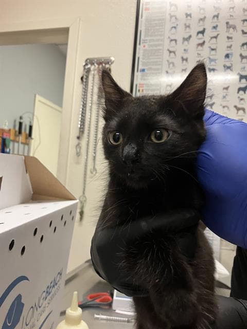 Yoson - Domestic Short Hair