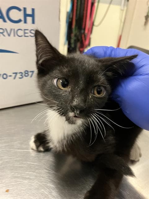Loa - Domestic Short Hair