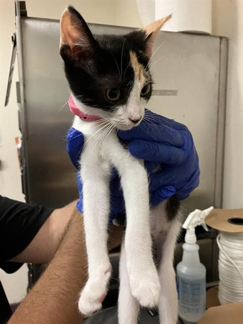 Lizzy - Domestic Short Hair