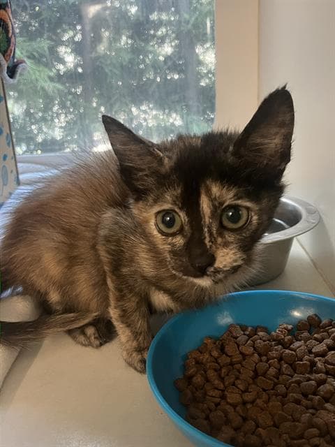 Trinket - Domestic Short Hair
