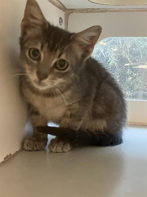 Tolken - Domestic Short Hair