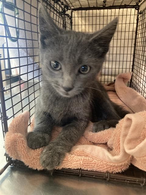 Zachary - Domestic Short Hair