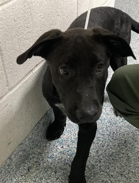 Unknown - Labrador Retriever