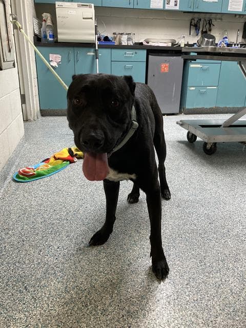 Dapper Boy - Labrador Retriever