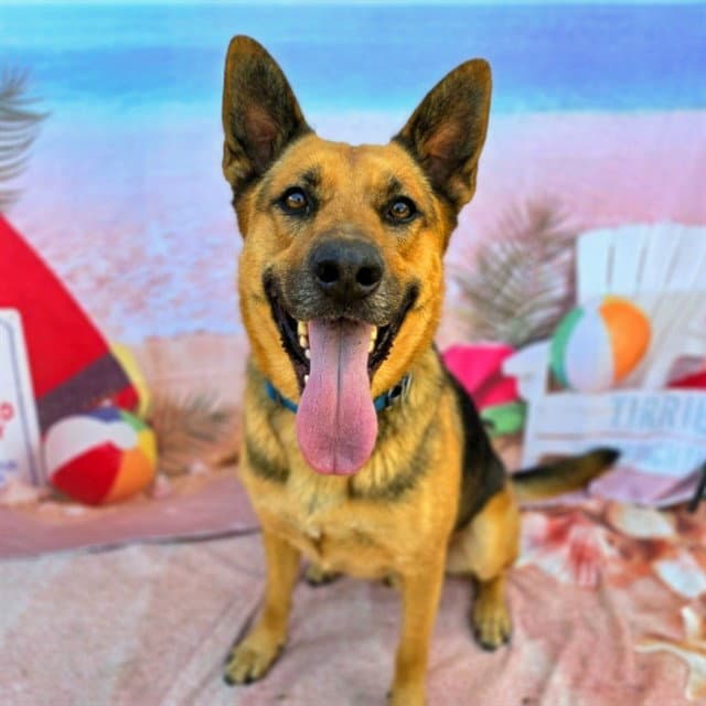 Bbm - German Shepherd Dog