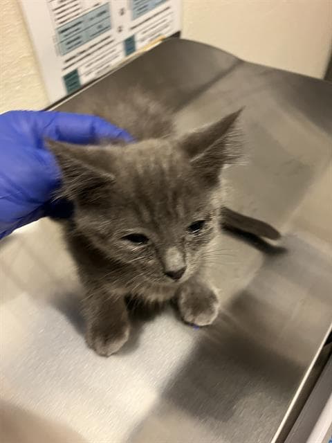 La Brea - Domestic Short Hair