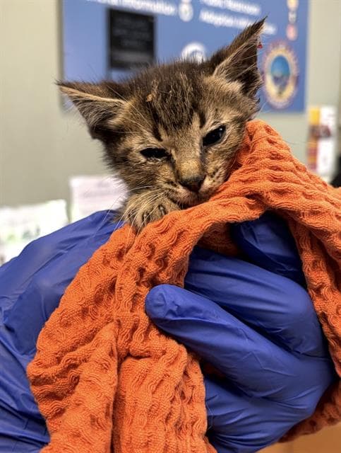 Wimpleton - Domestic Short Hair