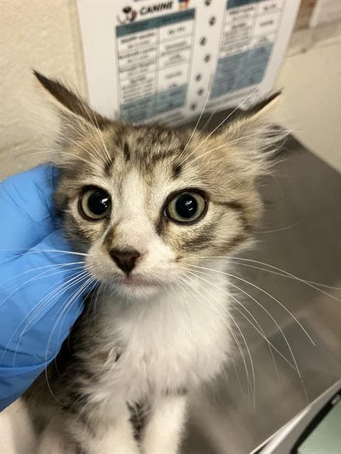 Brett - Domestic Short Hair