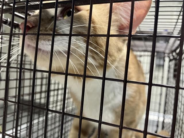 Briggs - Domestic Short Hair