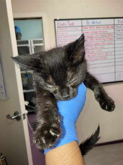 Albert - Domestic Short Hair