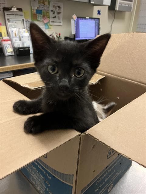 Jackie - Domestic Short Hair