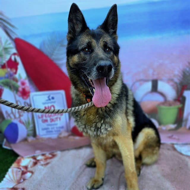 Hurcules - German Shepherd Dog