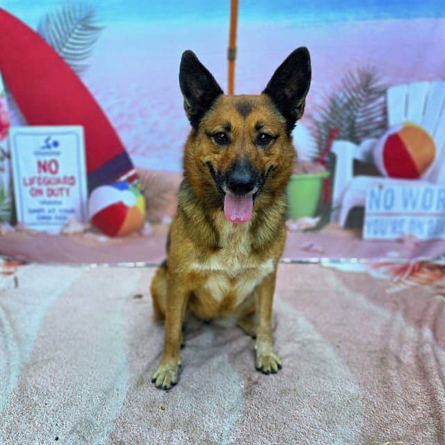 Everest - German Shepherd Dog