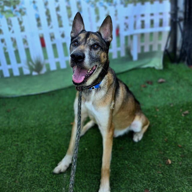 Koda - German Shepherd Dog