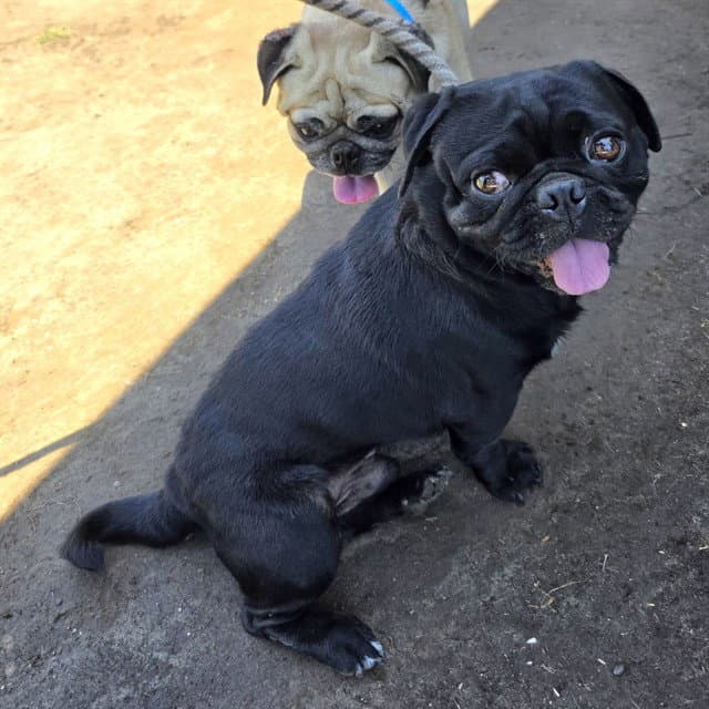 Malarky - Pug