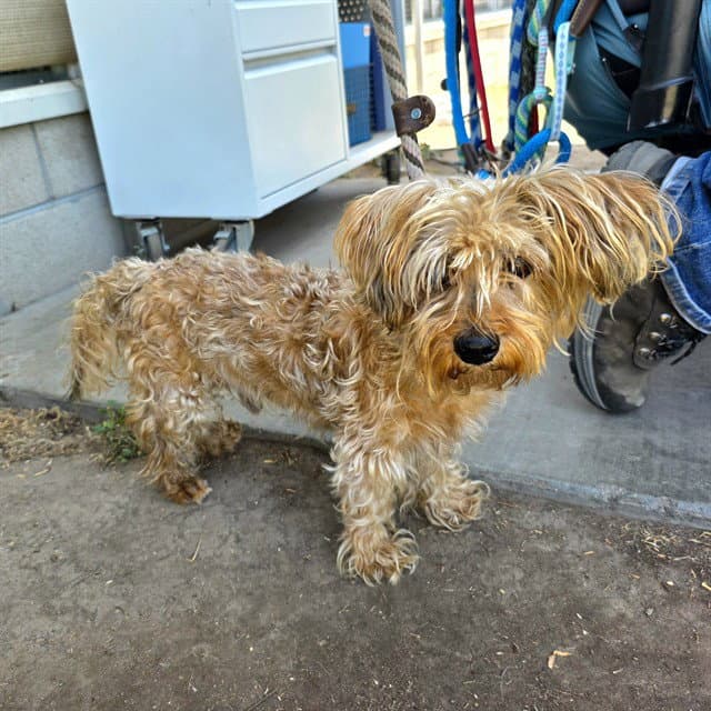 Rogelio - Silky Terrier