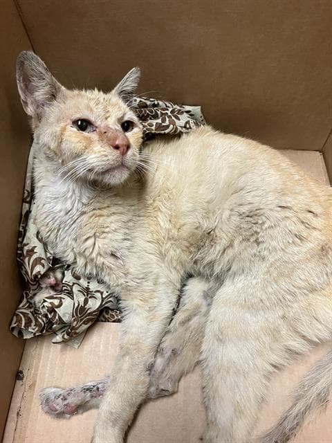 Bonkers - Domestic Short Hair