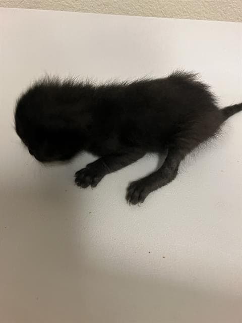 Mason - Domestic Short Hair