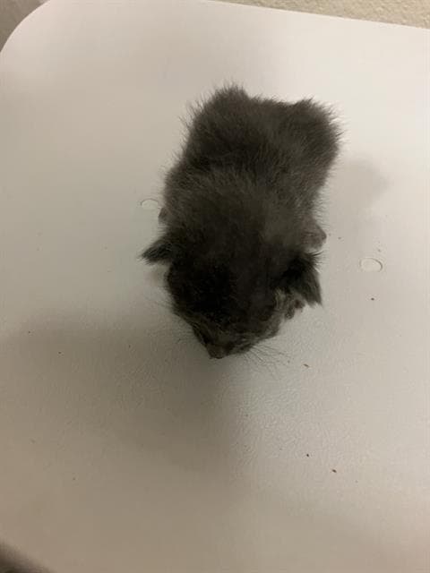 Marlo - Domestic Short Hair