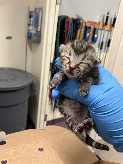 Aang - Domestic Short Hair