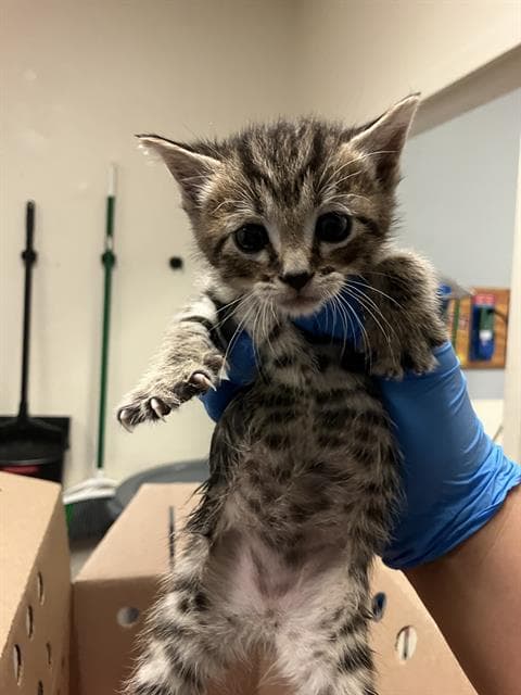 Teddy - Domestic Short Hair