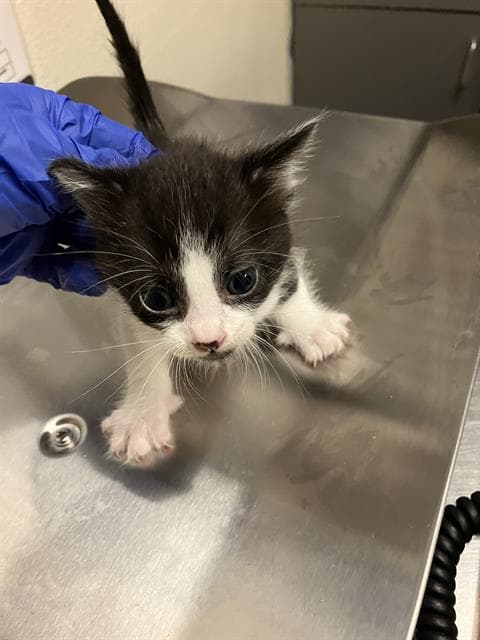 Peter - Domestic Short Hair