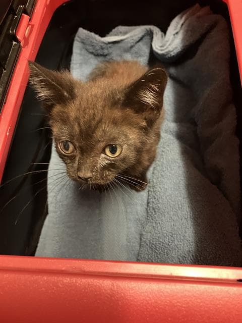 Moe - Domestic Short Hair